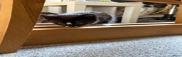 Mixed Breed cats for sale: Ginger male and tuxedo female - Advert 3