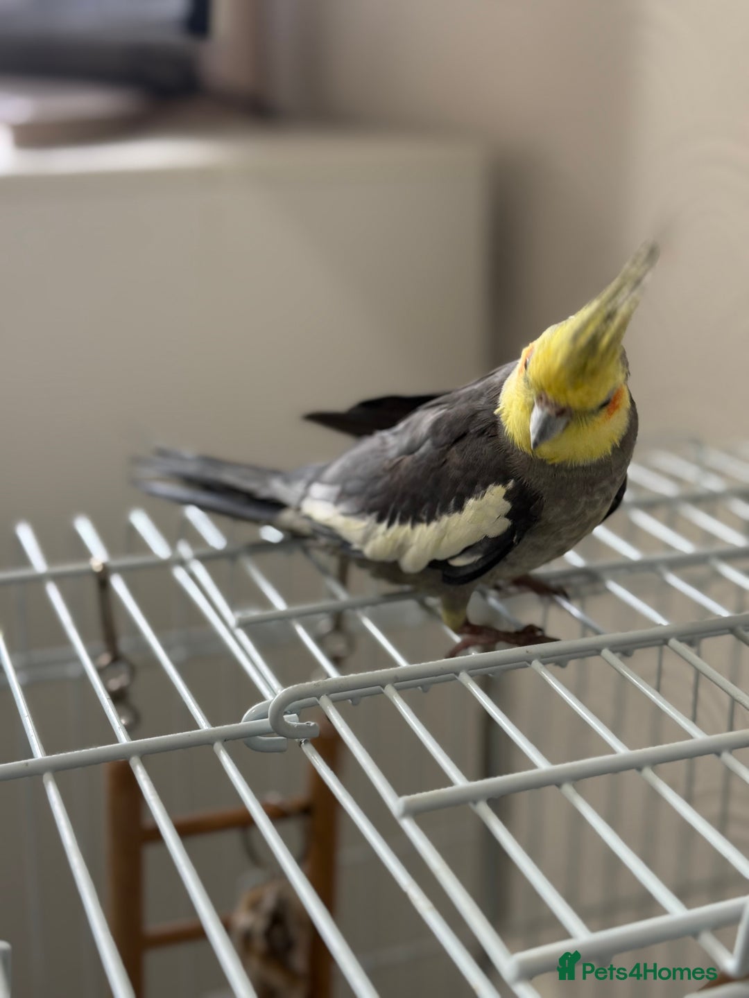Parrots birds for sale: Semi Tame Lovely Cockatiel - Image 9