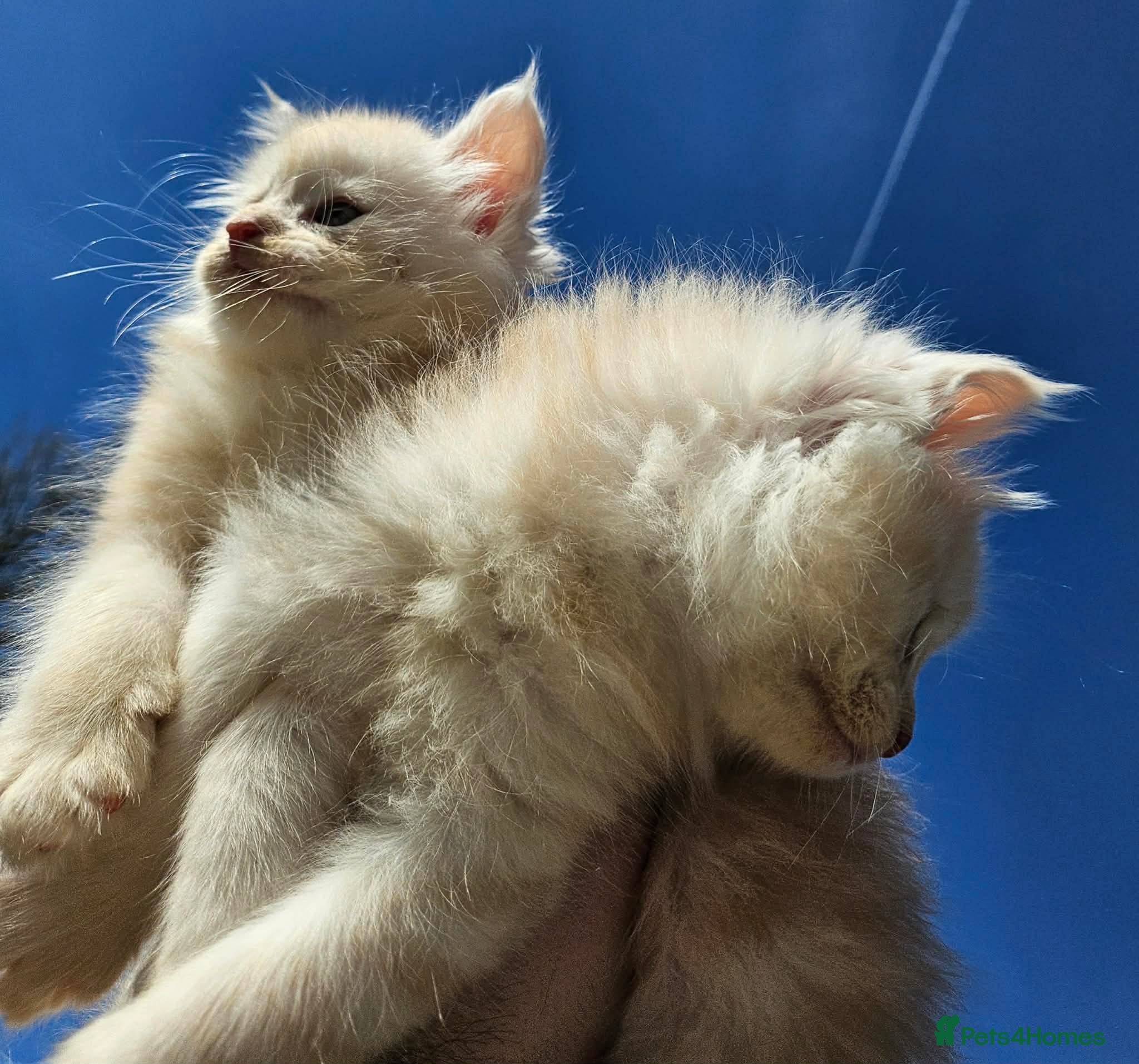 Maine Coon cats XXL Exceptional Pedigree Kittens Russian line - Advert 5