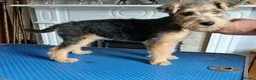 Lakeland Terrier dogs for sale: Lakeland terrier pup - Advert 8