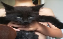 Mixed Breed cats for sale: CLEVER, PRETTY KITTENS READY FOR THEIR NEW HOMES - Image 4
