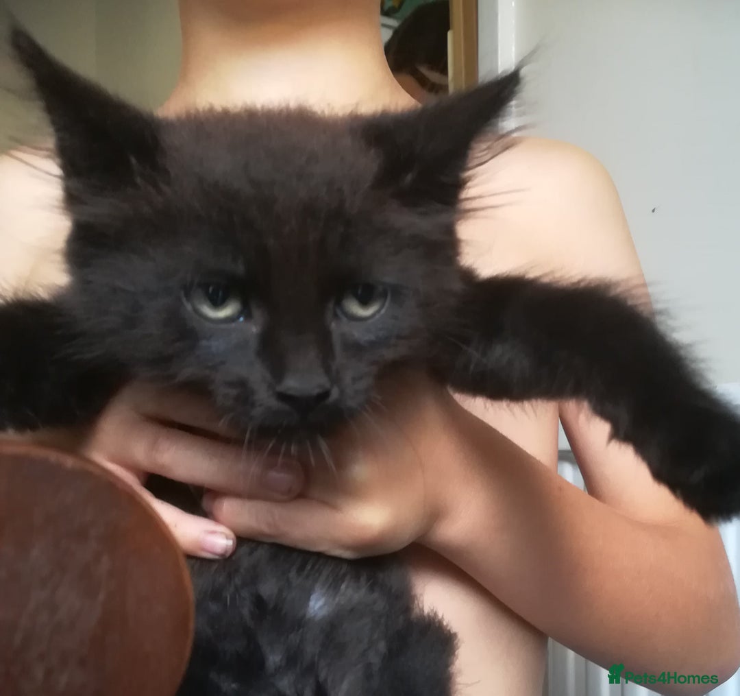 Mixed Breed cats for sale: CLEVER, PRETTY KITTENS READY FOR THEIR NEW HOMES - Image 4