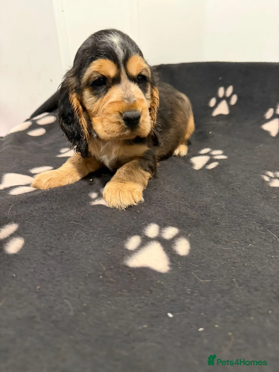 Cocker Spaniel dogs for sale: Show Type Cocker Spaniel Puppies 🐶 - Advert 15