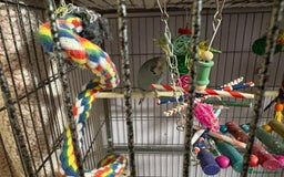 Budgerigars birds for sale: Exhibition Budgies male and female - Advert 4