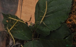 Stick Insects invertebrates for sale: Indian Stick Insects for Sale (3–4 cm) - Image 2