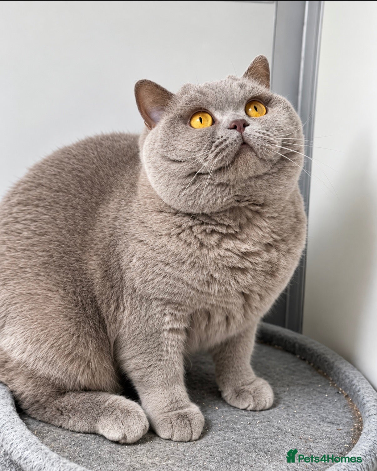 British Shorthair cats for stud: Gorgeous imperial grand Champion Xavier blood B  - Advert 11