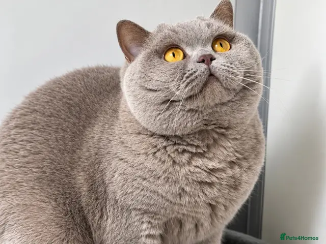British Shorthair cats for stud: Gorgeous imperial grand Champion Xavier blood B - Advert 11
