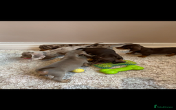 Miniature Dachshund dogs for sale: KC Registered Miniature Dachshund - 2 Boys Left! - Image 33