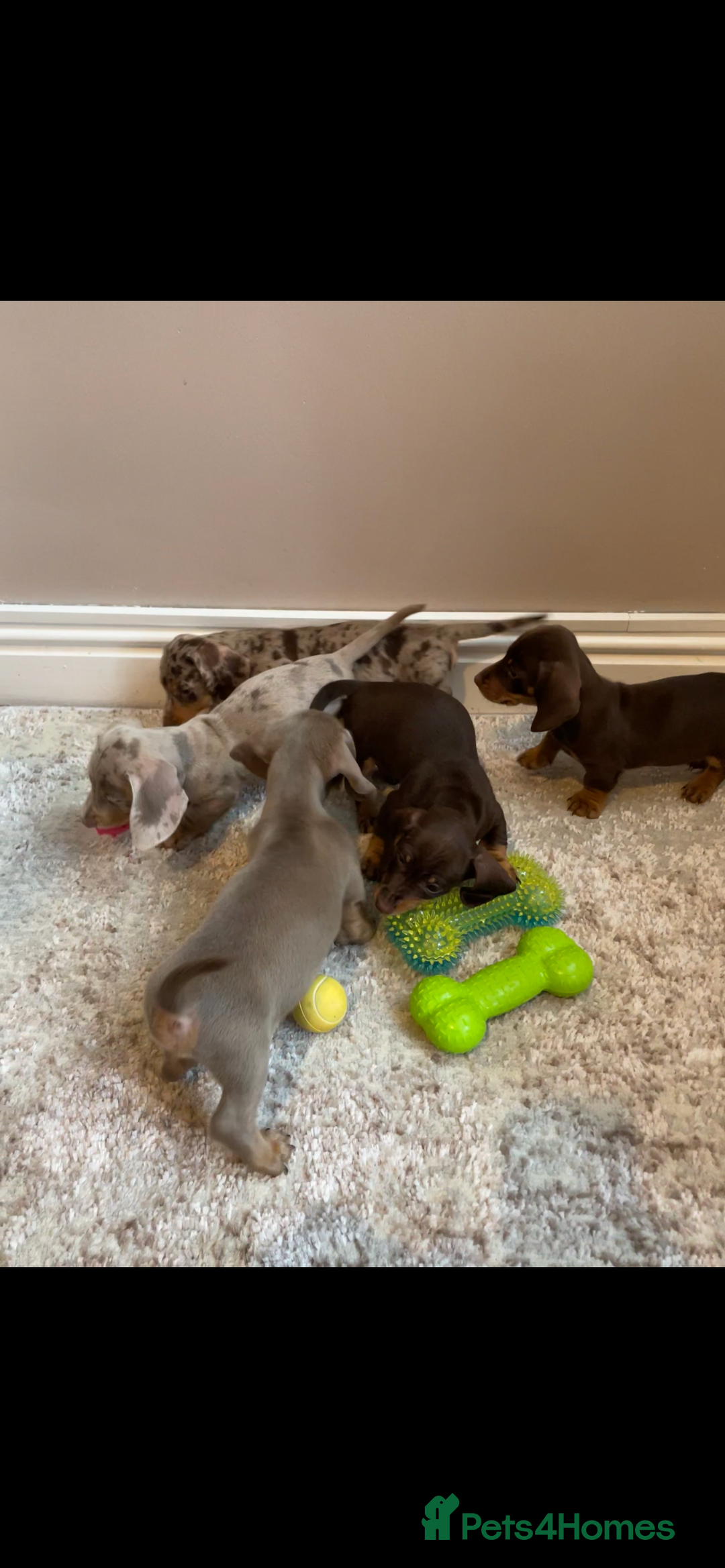Miniature Dachshund dogs for sale: KC Registered Miniature Dachshund - 2 Boys Left! - Image 33