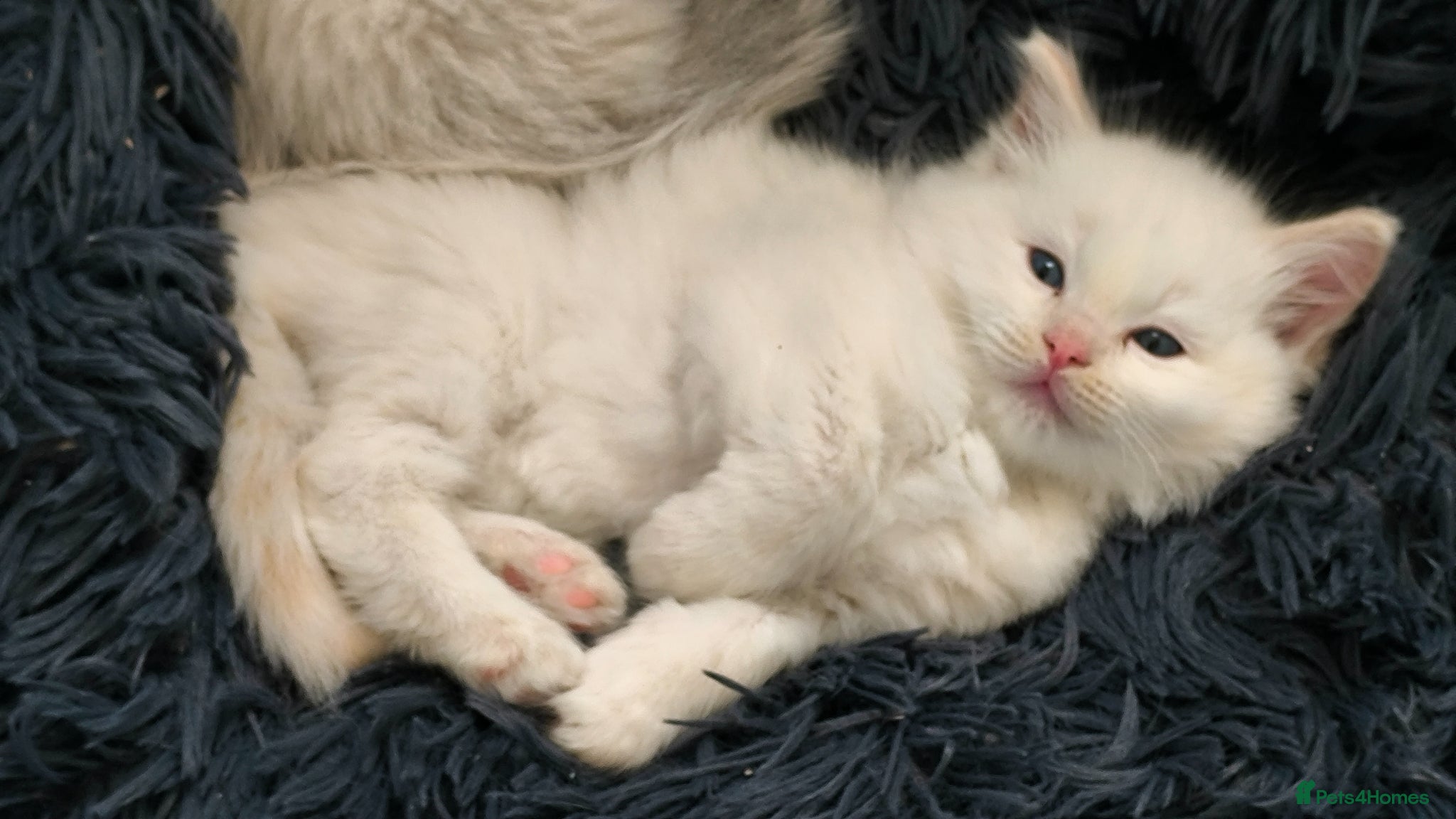 Ragdoll cats for sale: Beautiful ragdolls are looking for a forever home  - Advert 11