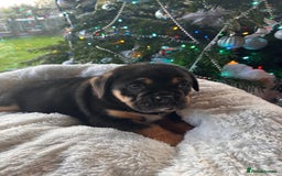 Old Tyme Bulldog dogs for sale: English bulldogs puppies  - Image 7