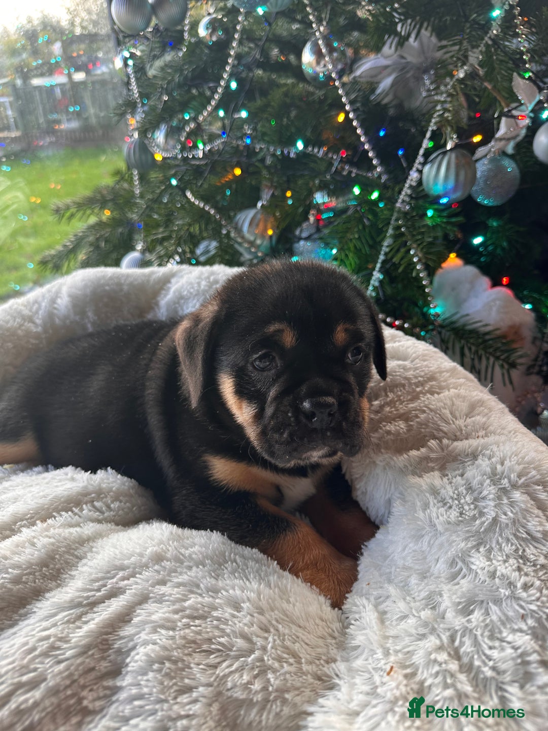 Old Tyme Bulldog dogs for sale: English bulldogs puppies  - Image 7