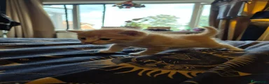 Lewie