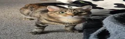 Mixed Breed cats for adoption: Chatty and Cuddly - Advert 7