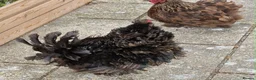 Chickens poultry for sale: Bantam Pekingese Hens - Advert 6