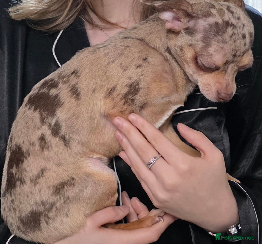 Chihuahua dogs for sale: Gorgeous Small Chihuahua Female  - Advert 6