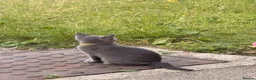 British Shorthair cats for sale: 2 boys  in Doncaster - Advert 3