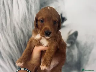 Labradoodle dogs Amazing , excessively health tested. F1 - Advert 16