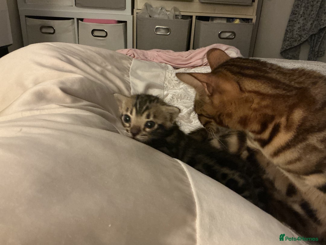Bengal cats for sale: BEAUTIFUL BABY GIRL BENGAL TICA REG ready soon - Image 4