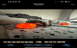 Staffordshire Bull Terrier dogs for sale: Beautiful Staffordshire bull terrier puppies  - Image 7