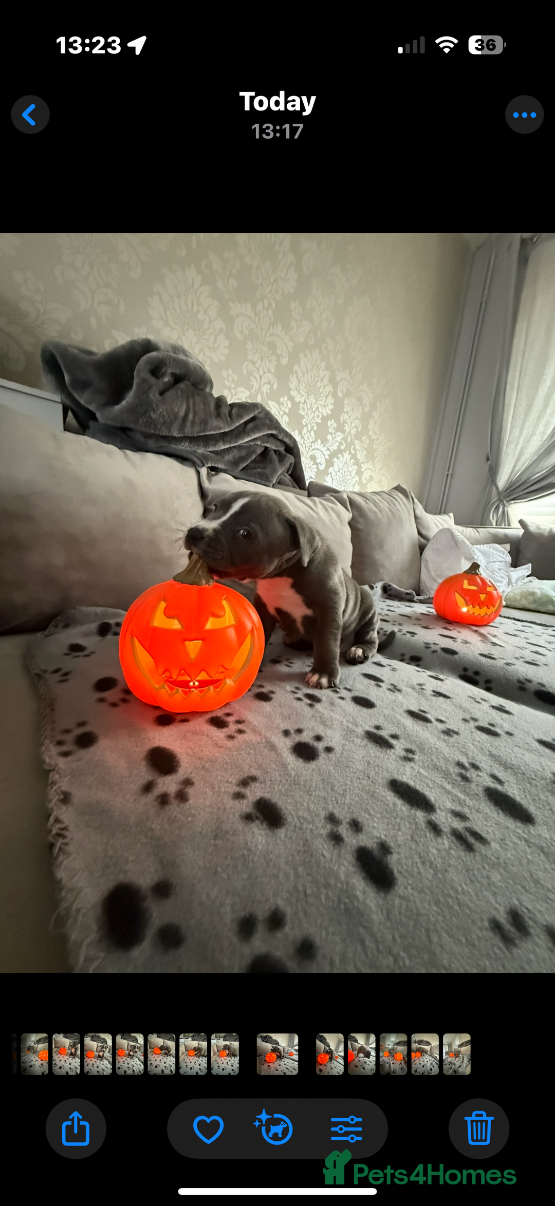 Staffordshire Bull Terrier dogs for sale: Beautiful Staffordshire bull terrier puppies  - Image 7