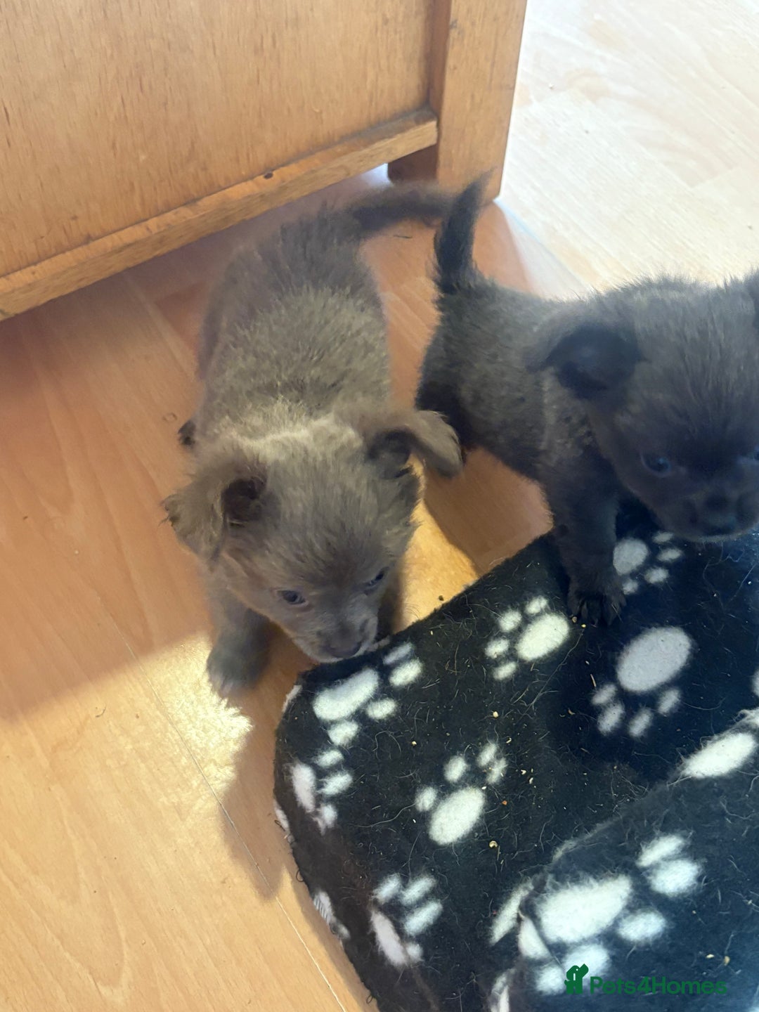 Chihuahua dogs for sale: Kc beautiful chihuahua boys  - Image 5