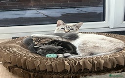 Siamese cats for sale: Beautiful Siamese-Linked Kittens Ready Soon 🐾🤎 - Image 1