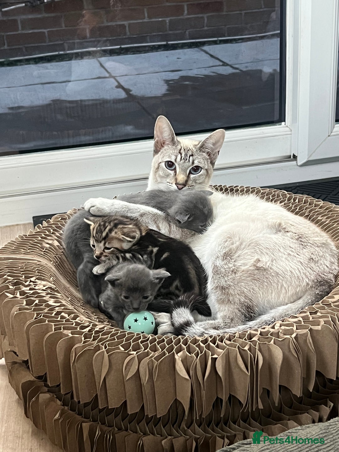 Siamese cats for sale: Beautiful Siamese-Linked Kittens Ready Soon 🐾🤎 - Image 1
