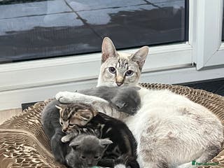 Siamese cats Beautiful Siamese-Linked Kittens Ready Soon 🐾🤎 - Advert 19