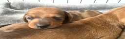Miniature Dachshund dogs for sale: Kc Reg smooth miniature dachunds  - Advert 5
