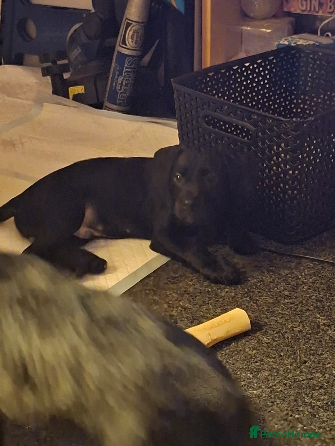 Mixed Breed dogs for sale: Miniature Poodle cross french bulldog puppies  - Advert 2