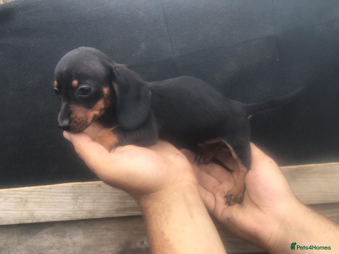 Dachshund dogs for sale: Ready now 5 miniature dashound    - Image 13