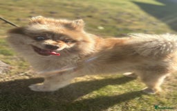 Pomeranian dogs for sale: 2 x pomeranians - Image 23