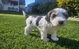 Cockapoo dogs for sale:  7 week old Cockapoos 2 girls ( both sold)  1 boy  - Image 10