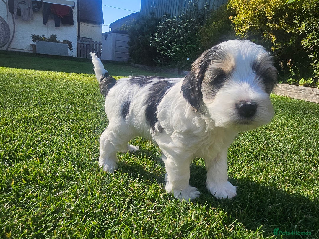 Cockapoo dogs for sale:  7 week old Cockapoos 2 girls ( both sold)  1 boy  - Image 10