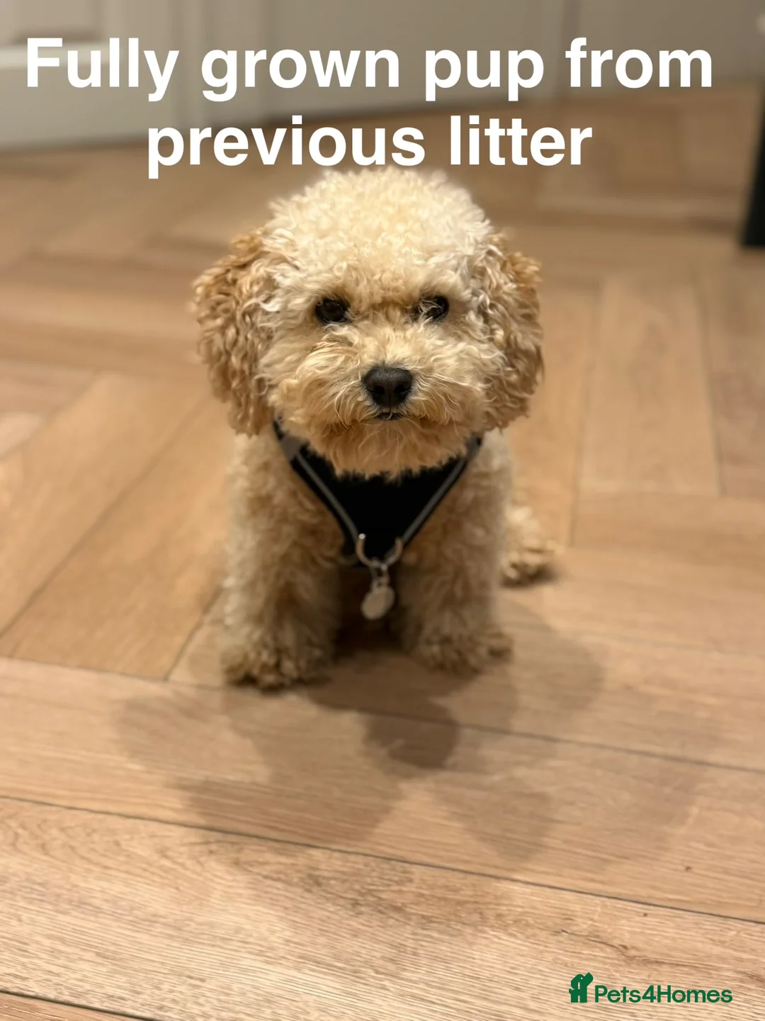 Maltipoo dogs for sale: Smallest maltipoos (read description) - Advert 35