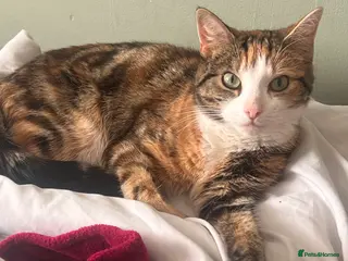 Mixed Breed cats Two beautiful tabby kittens - Advert 2