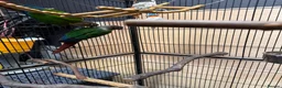 Parrots birds for sale: Green Cheek Conures - Advert 12