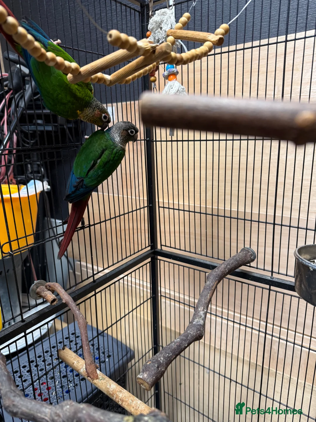 Parrots birds for sale: Green Cheek Conures - Advert 12