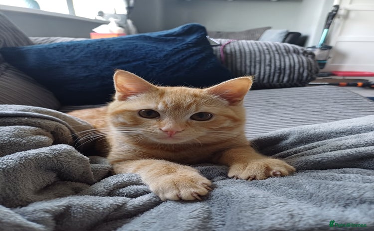 Mixed Breed cats - Advert 1