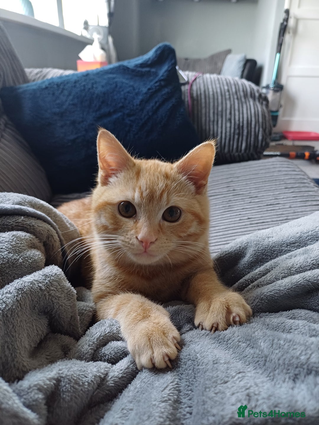 Mixed Breed cats for sale: Male ginger kitten 7 months old - Image 1
