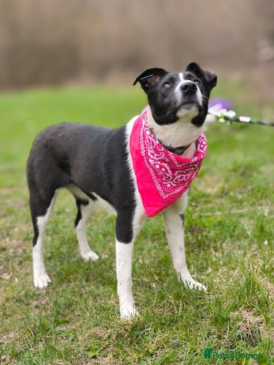 Mixed Breed dogs ❤️🐶 RIABA – THE COMPANION EVERY FAMILY DREAMS OF - Advert 2