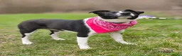 Mixed Breed dogs for adoption: ❤️🐶 RIABA – THE COMPANION EVERY FAMILY DREAMS OF in Burton-on-Trent - Advert 1