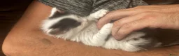 Mixed Breed cats for sale: Male Kittens  - Advert 3