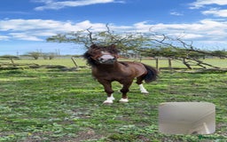 Welsh Section C horses for sale: colt for sale  - Image 16