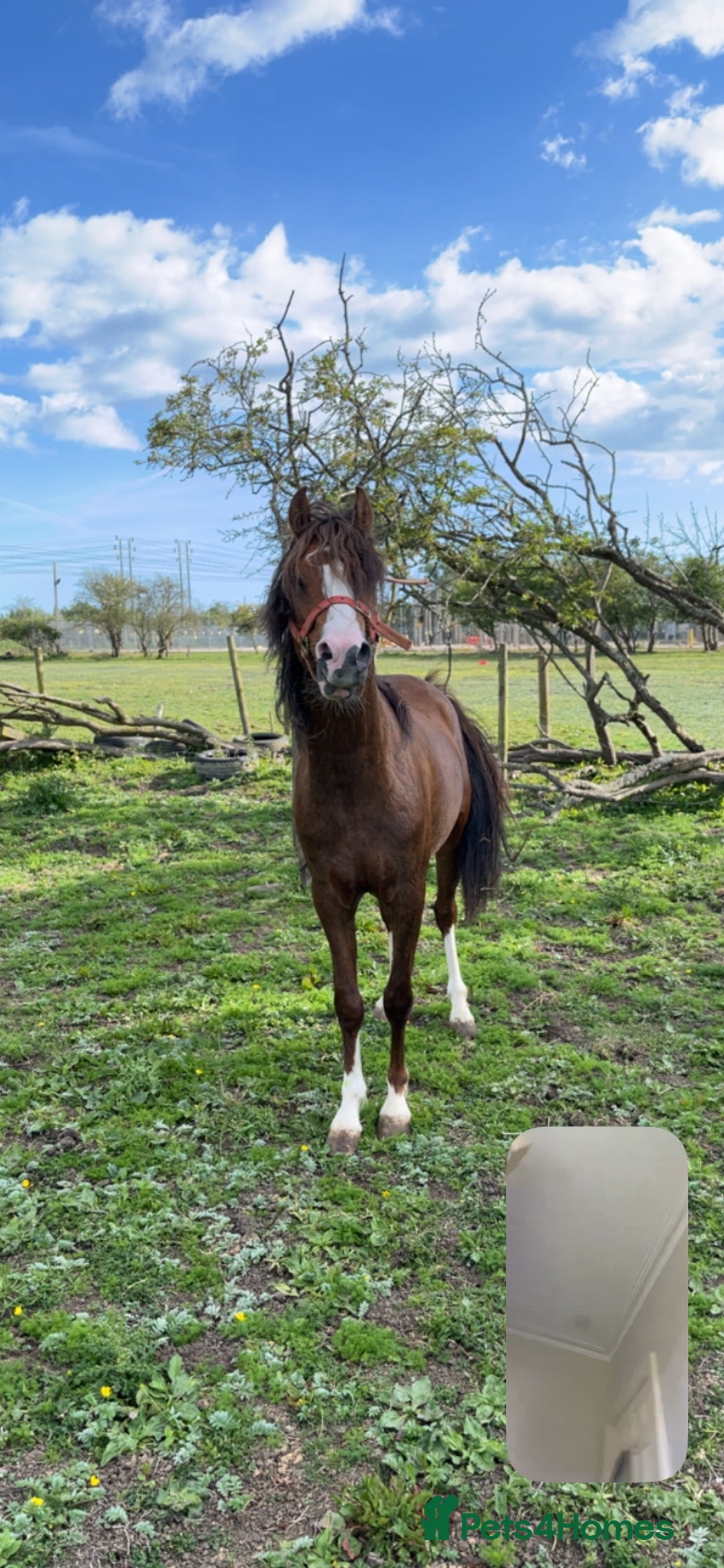 Welsh Section C horses for sale: colt for sale  - Image 16
