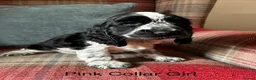 Cocker Spaniel dogs for sale: KC reg, health tested, show type cocker spaniels  - Advert 15