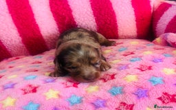 Miniature Dachshund dogs for sale: Stunning minature dachshund puppies - Image 16