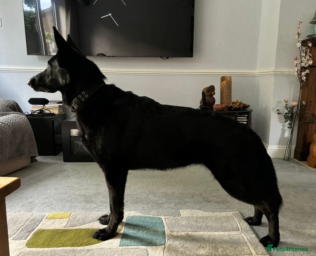German Shepherd dogs for sale: Laado - gentle loving girl German shepherd in Leicester - Advert 8