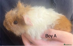 Guinea Pig rodents for sale: Various breeds of baby guinea pigs for sale - Image 4